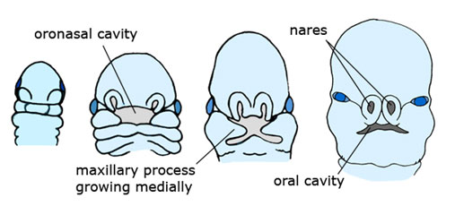 mouth-develops