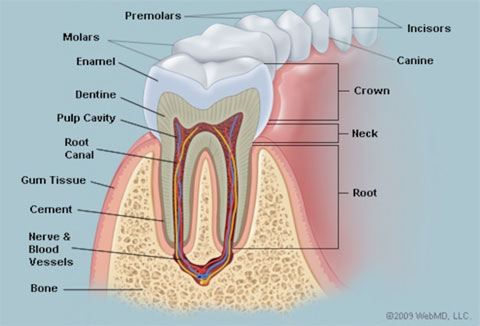 tooth-anatomy